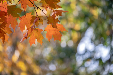 Colorful autumn nature. Canopies of yellow forest trees in fall season