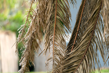 Dry dead palm tree on Florida home backyard