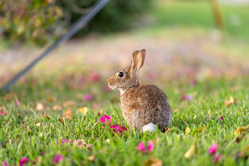 Grey small hare eating grass on Florida backyard. Wild rabbit in nature
