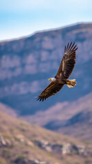 Obraz premium Eagle Soaring Above Mountain Range Soft Morning