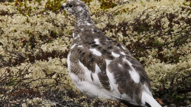 A thoughtful partridge in the polar tundra on a cloudy autumn day.