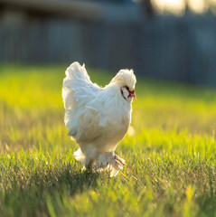 Silkie chicks in free range conditions on green grass in backyard garden