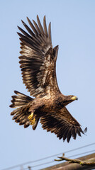 Young Eagle Learning to Fly in Natural Light Clean Background