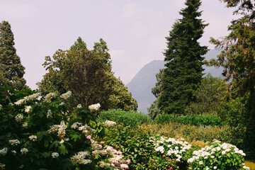Beautiful Garden Landscape with Hydrangea Flowers and Tall Trees. Como, Italy
