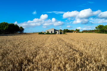 Fototapeta premium Abandoned House in a Wheat Field