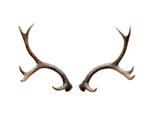 Pair of elegant deer antlers against black