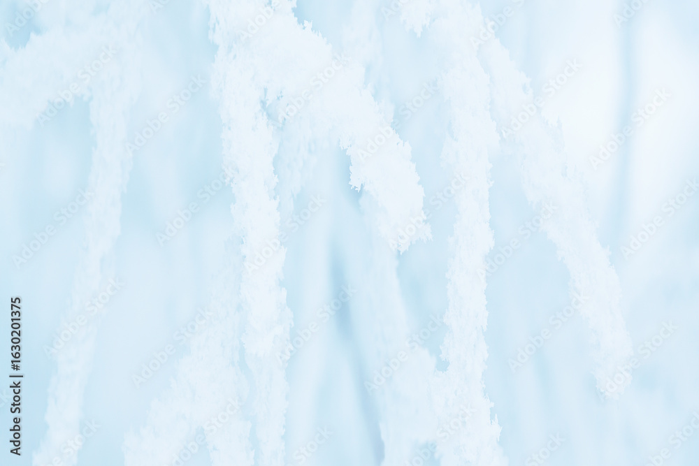 Canvas Prints snow and rime ice on the branches of bushes. trees covered with hoarfrost. plants in the park are co