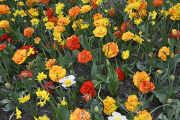 Spring flowers garden