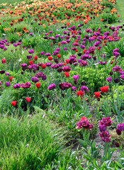 flowers in the garden