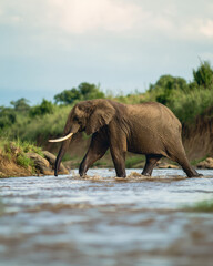 Fototapeta premium Elephant Crossing a River Natural Light Depth of Field