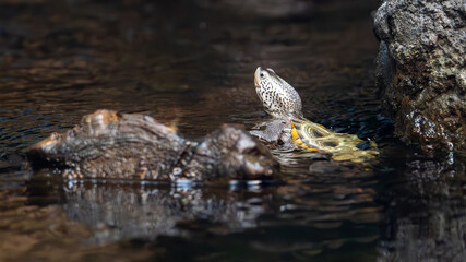 Diamondback Terrapin resting on a rock in a zoo aquarium. This turtle lives in the brackish waters of the east coast of North America.