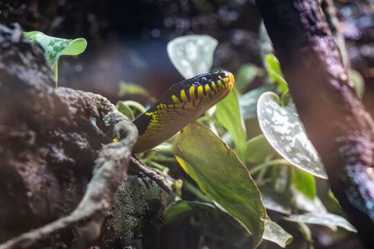 Mangrove snake also know as the gold-ringed cat snake at the zoo. Native to South East Asia is mildly venomous and can grow 9 feet long.