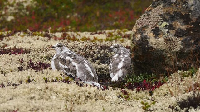 Two tundra ptarmigans pondered the meaning of life on a cloudy autumn day.