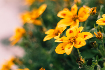 Bright yellow blossoms dominate the frame, with gentle bokeh in the background creating a calm and natural summer vibe.