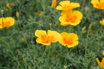 Warm golden wildflowers burst with color, standing out sharply against a softly faded background of natural tones.