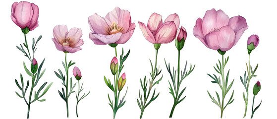 pink tulips on white background