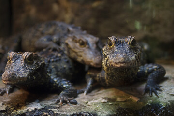 crocodile in the water