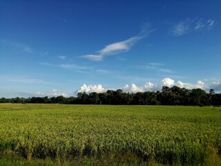 hdr.Expanse of rice in the rice fields with a yellow color starting to fade with a background of artificial forest and blue sky