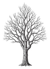 Obraz premium dry tree engraving vector illustration