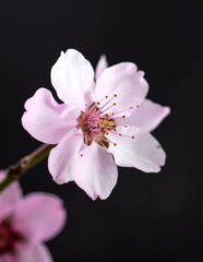 Obraz premium A vibrant close-up of delicate pink flowers blooming on a slender green stem, showcasing intricate petals and lush foliage in soft natural light.