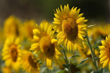 Champ de tournesols lumineux en été, campagne française