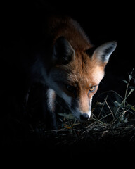 Fototapeta premium Fox Hunting at Night Moonlight Illuminating its Fur Wildlife Photography