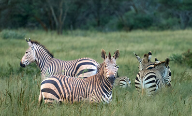 ZEBRAS IN SAVANNA