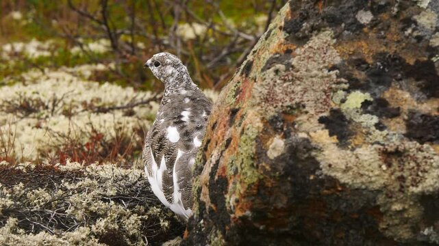 Tundra ptarmigans are changing colour in anticipation of the first snow. They were lurking in the moss behind a big stone on a cloudy late autumn day.
 