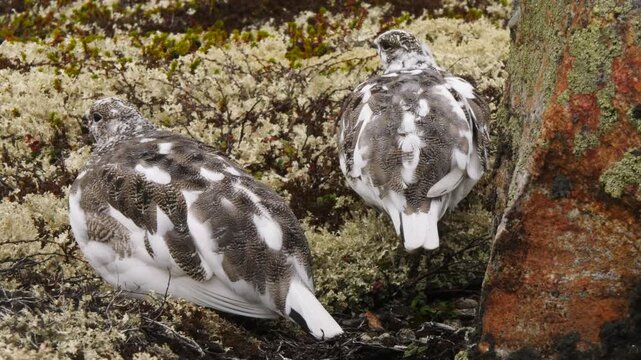 Tundra ptarmigans, having changed their coloring in anticipation of the first snow, shiver from the cold in the moss behind a rock on a cloudy late fall day.