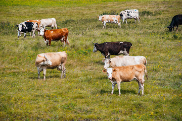 Fototapeta premium cows graze in a green field