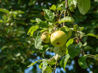 Fresh Ripe Apples Growing on a Branch