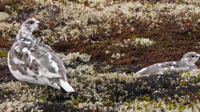 Tundra ptarmigans, which have changed their coloring on the eve of the first snow, hide in thickets of moss, cowberry and crowberry on a cloudy day in late autumn.
 