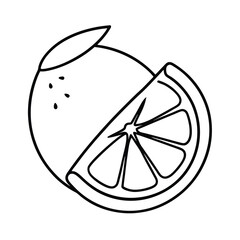 citrus fruit segment line art on white background