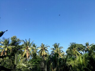hdr.Coconut trees tower in the fields with a blue sky as a background