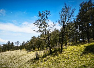 Beautiful Savannah on Mountain with Pine Tree