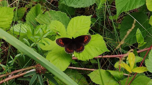 G&oacute;r&oacute;wka medea na zielonych liściach, ciemnobrązowy motyl z czerwonymi oczkami w naturalnym środowisku