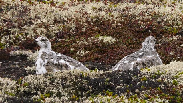 Tundra ptarmigans, which have changed their coloring on the eve of the first snow, hide in thickets of moss, cowberry and crowberry on a cloudy day in late autumn.