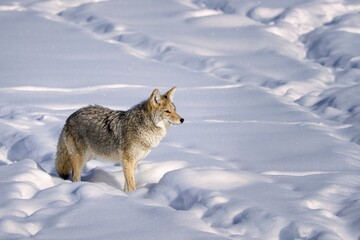 Coyote in Snowy Wilderness