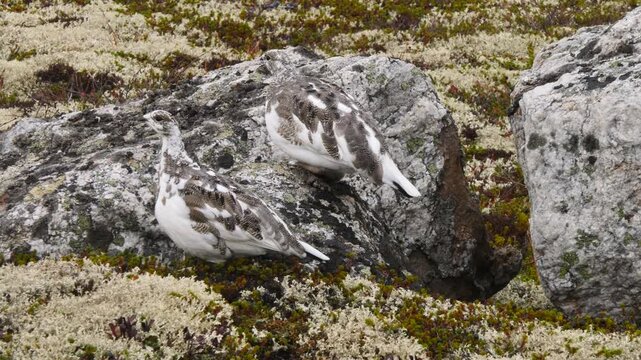 The motley partridge hid, sitting on a granite rock and almost merging with it in the polar tundra among thickets of moss and lichen, lingonberry and crowberry on a cloudy day in late autumn.