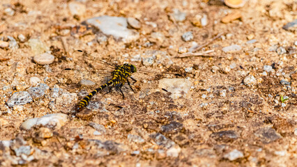 Onychogomphus forcipatus, small pincertail dragonfly, on a sunny summer day