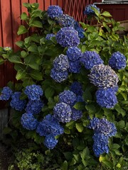 Big Blue Hydrangea