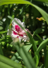 Obraz premium Flor en césped