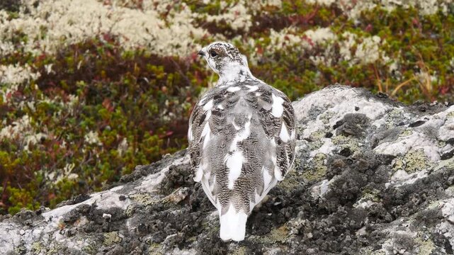 The ptarmigan lurked perched on a granite rock and almost merged with it in the polar tundra amidst thickets of mosses and lichens, lingonberries and crowberries on an overcast day in late autumn.