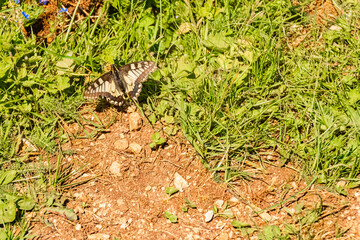 Papilio machaon, swallowtail butterfly, on a sunny summer day