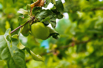 Fototapeta premium green apple grows on a branch among the foliage on a blurred background of the garden