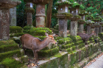 sika deers at lanterns beg for food at Kasugataisha Shrine, Nara