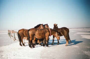 horses resting on a frozen lake