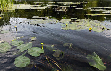 Lily pads bloom on rippling water