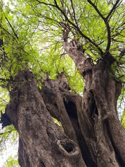 A large, sturdy, textured old tree trunk seen from below