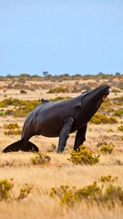 Fototapeta premium Humpback whale in a dry, grassy plain